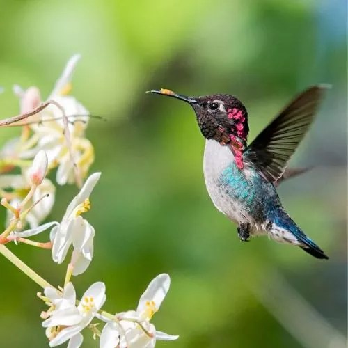 How To Keep Birds Out Of Hanging Plants In 7 Easy Ways