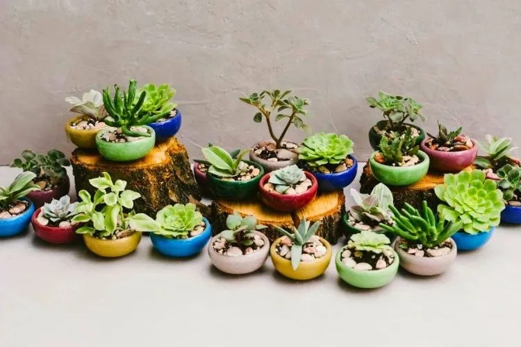 Do Rabbits Eat Succulents? (Yes, It Sadly Does)