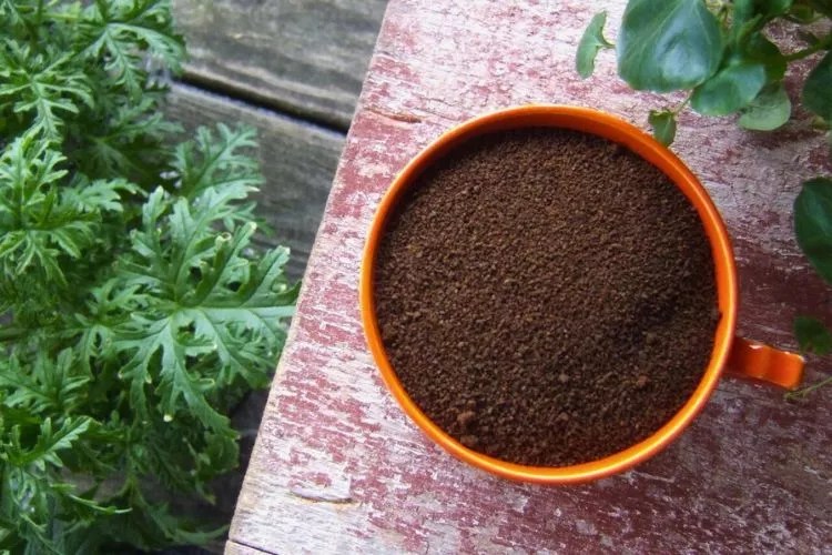 Are Coffee Grounds Good For Aloe Vera Plants? (An Accurate Answer)