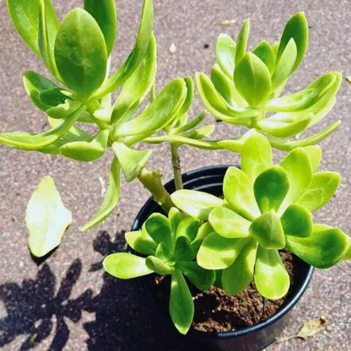 Do Rabbits Eat Succulents? (Yes, It Sadly Does)