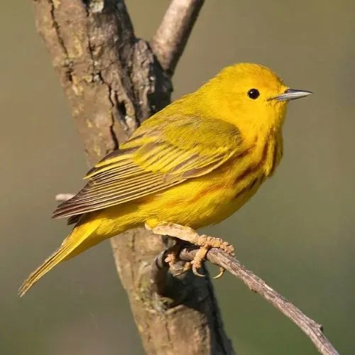 How To Keep Birds Out Of Hanging Plants In 7 Easy Ways