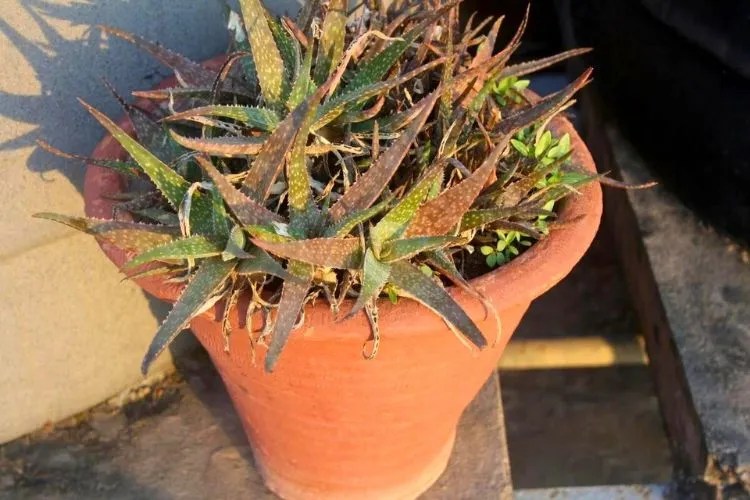 Why Is My Haworthia Turning Brown Causes How To Fix vrogue.co