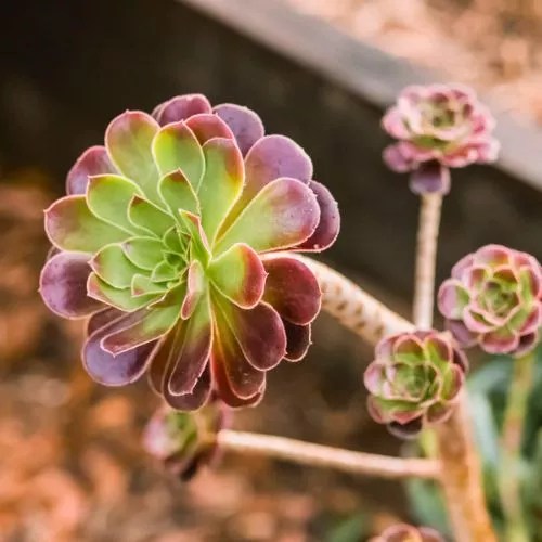 12 Safe Succulents For Bearded Dragons (2023 Version)