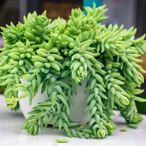 12 Safe Succulents For Bearded Dragons (2023 Version)