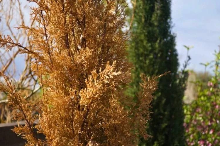 Why Is My Gold Mop Cypress Turning Brown? (9 Reasons With Quick Fixes)