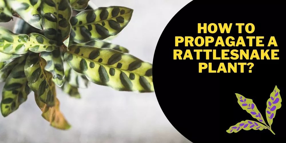 How To Propagate A Rattlesnake Plant In 7 Easy Steps
