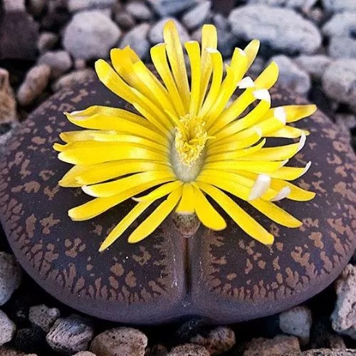 12 Safe Succulents For Bearded Dragons (2023 Version)