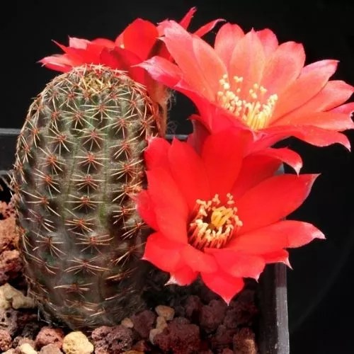 12 Safe Succulents For Bearded Dragons (2023 Version)