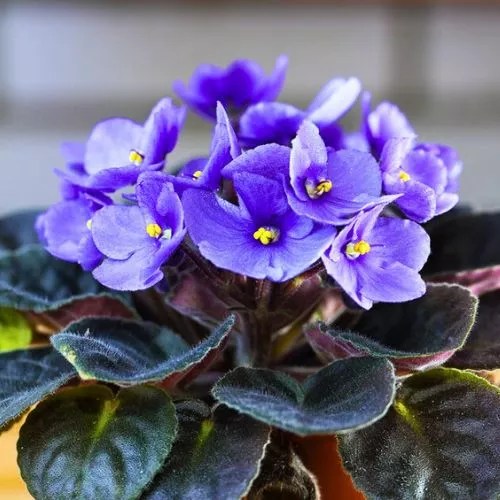 10 Best Plants For Shallow Pots (An Exclusive List)