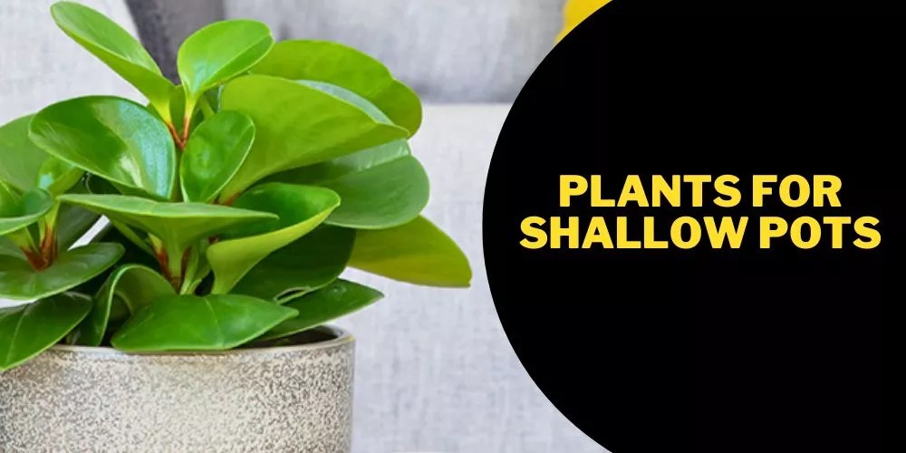 10 Best Plants For Shallow Pots (An Exclusive List)
