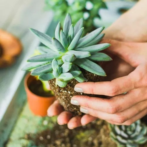 10 Best Plants For Shallow Pots (An Exclusive List)