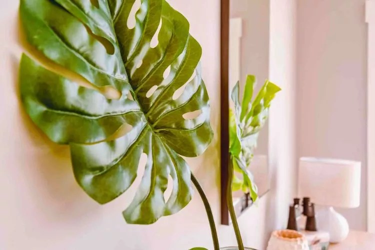 Why Is My Monstera Dripping Water? (9 Main Causes With Easy Cures)
