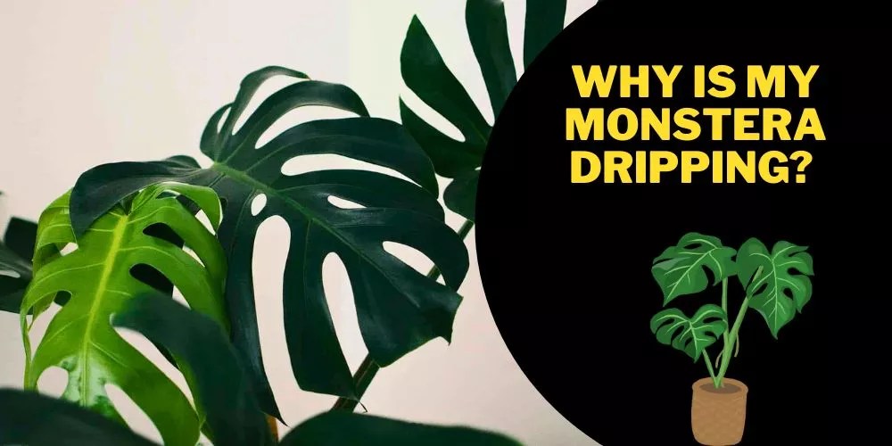 Why Is My Monstera Dripping Water? (9 Main Causes With Easy Cures)