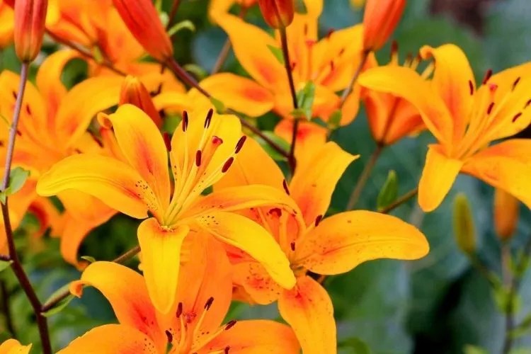 How Fast Do Tiger Lilies Spread? An Accurate Guide