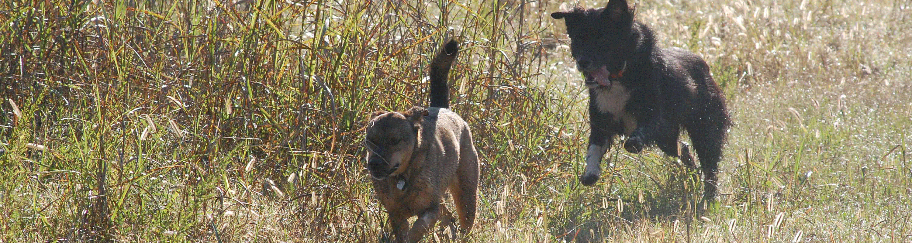 2dogsrunningfield Dog Training Raleigh NC The Active K9