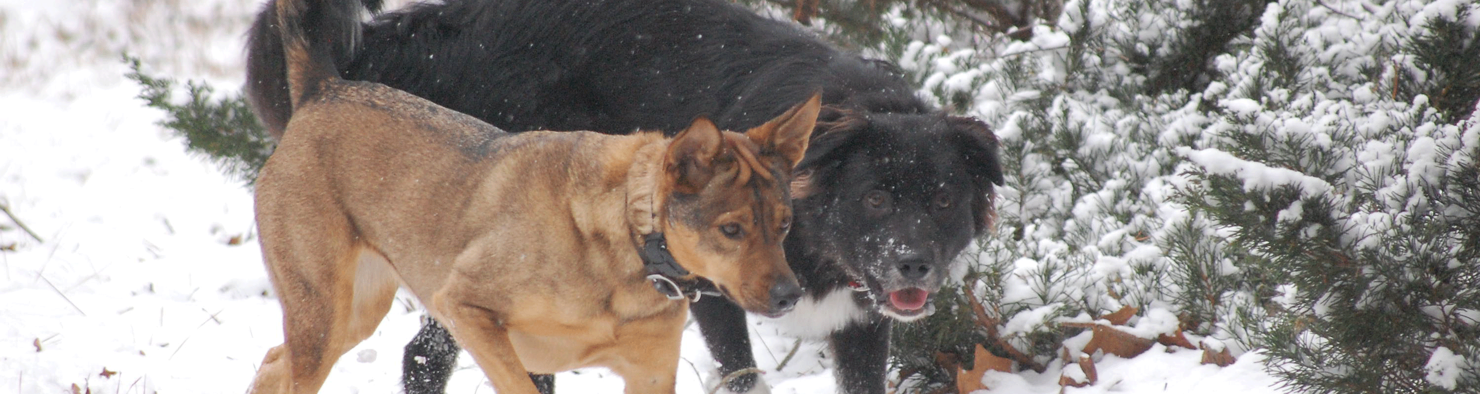 2dogssnow Dog Training Raleigh NC The Active K9