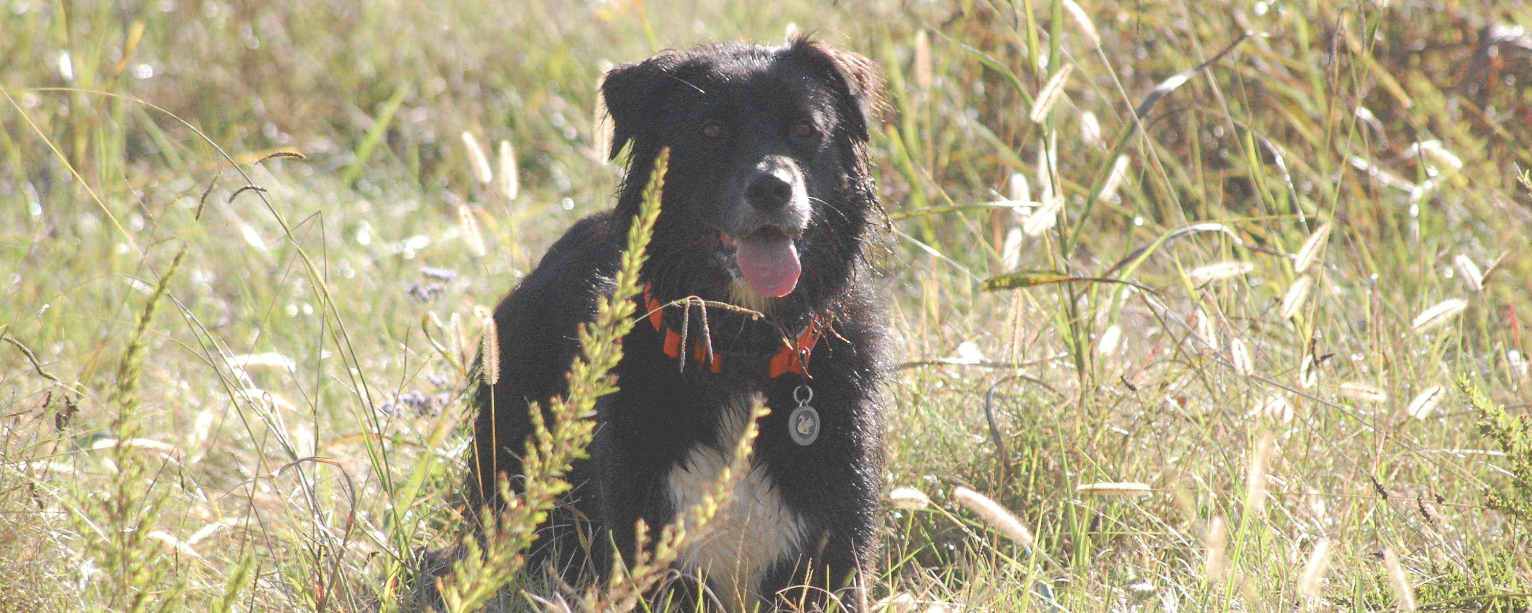 aboutus Dog Training Raleigh NC The Active K9