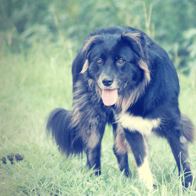 Dog in Grass Dog Training Raleigh NC The Active K9