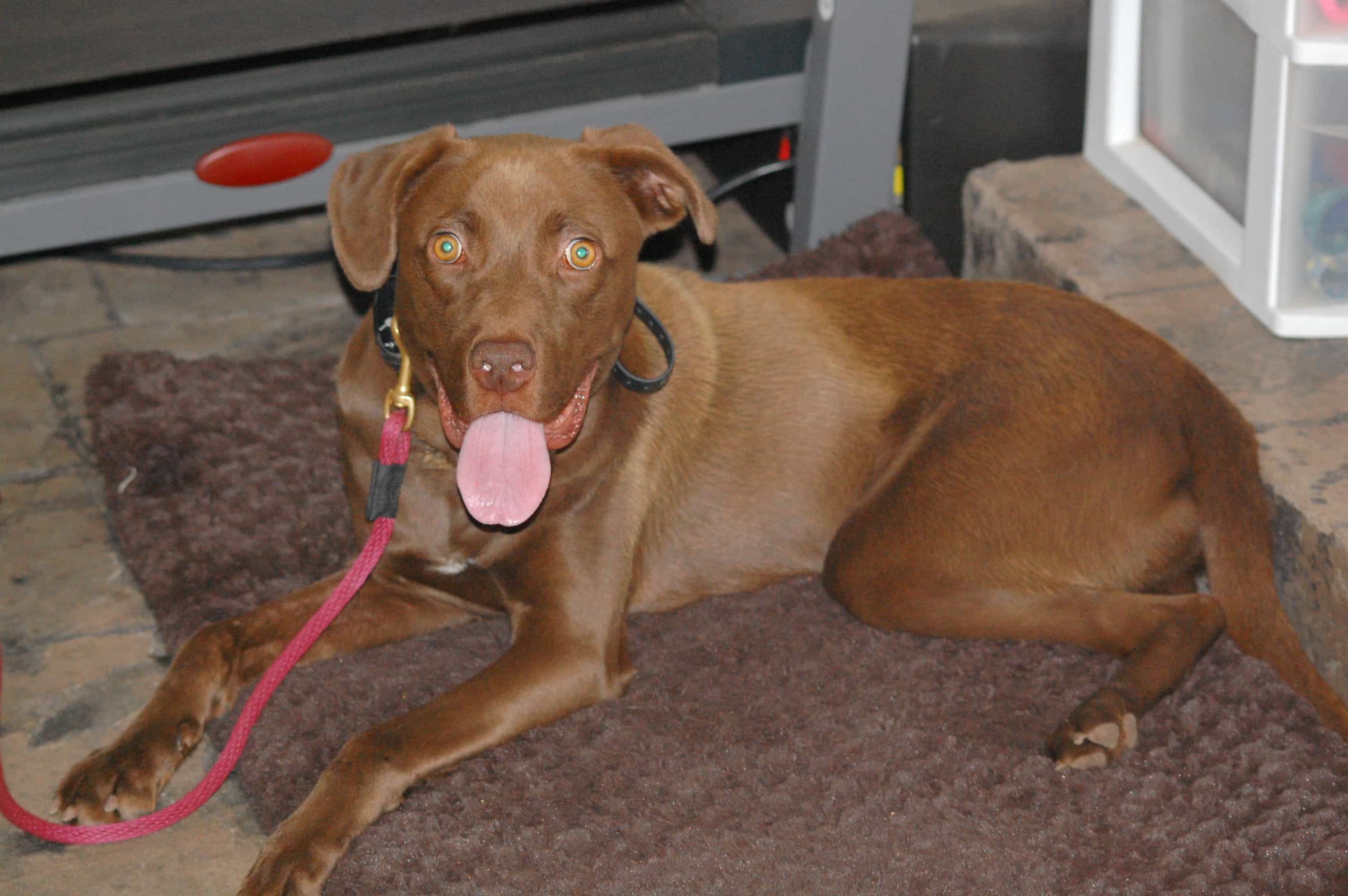 DSC_0877 Dog Training Raleigh NC The Active K9