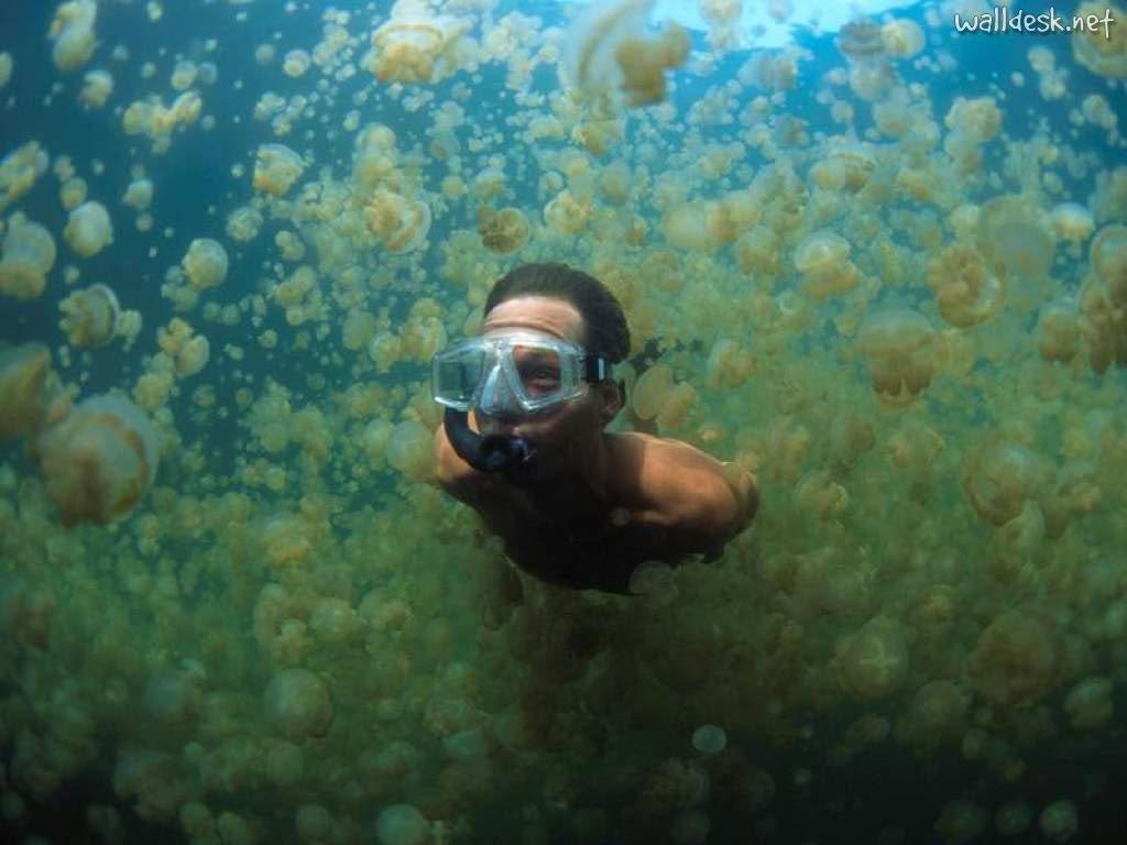You Jellin’? Swim with the Golden Jellyfish at Jellyfish Lake The