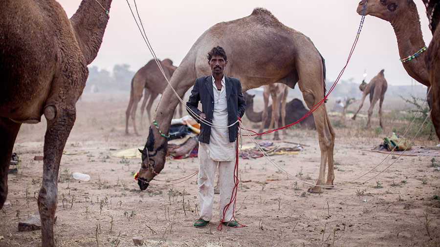 Discover Pushkar Home of the worlds biggest camel fair The Adventure