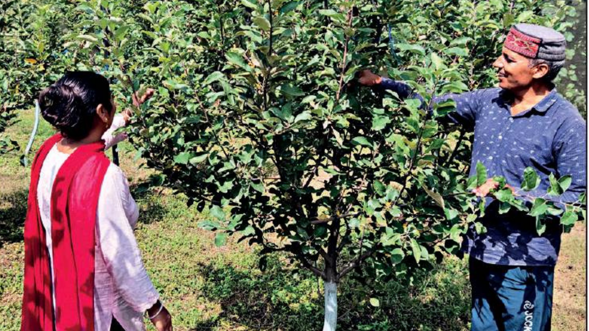 Organic Farming Attracts Himachal Fruit Growers The Agrotech Daily