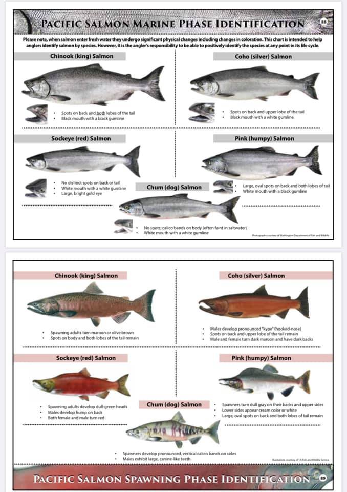 The Alaska Connection