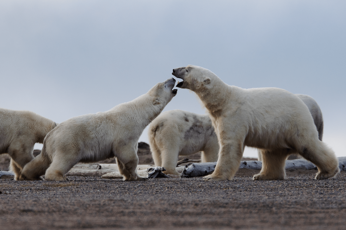 Polar Bears In Alaska, Best Places To See Them