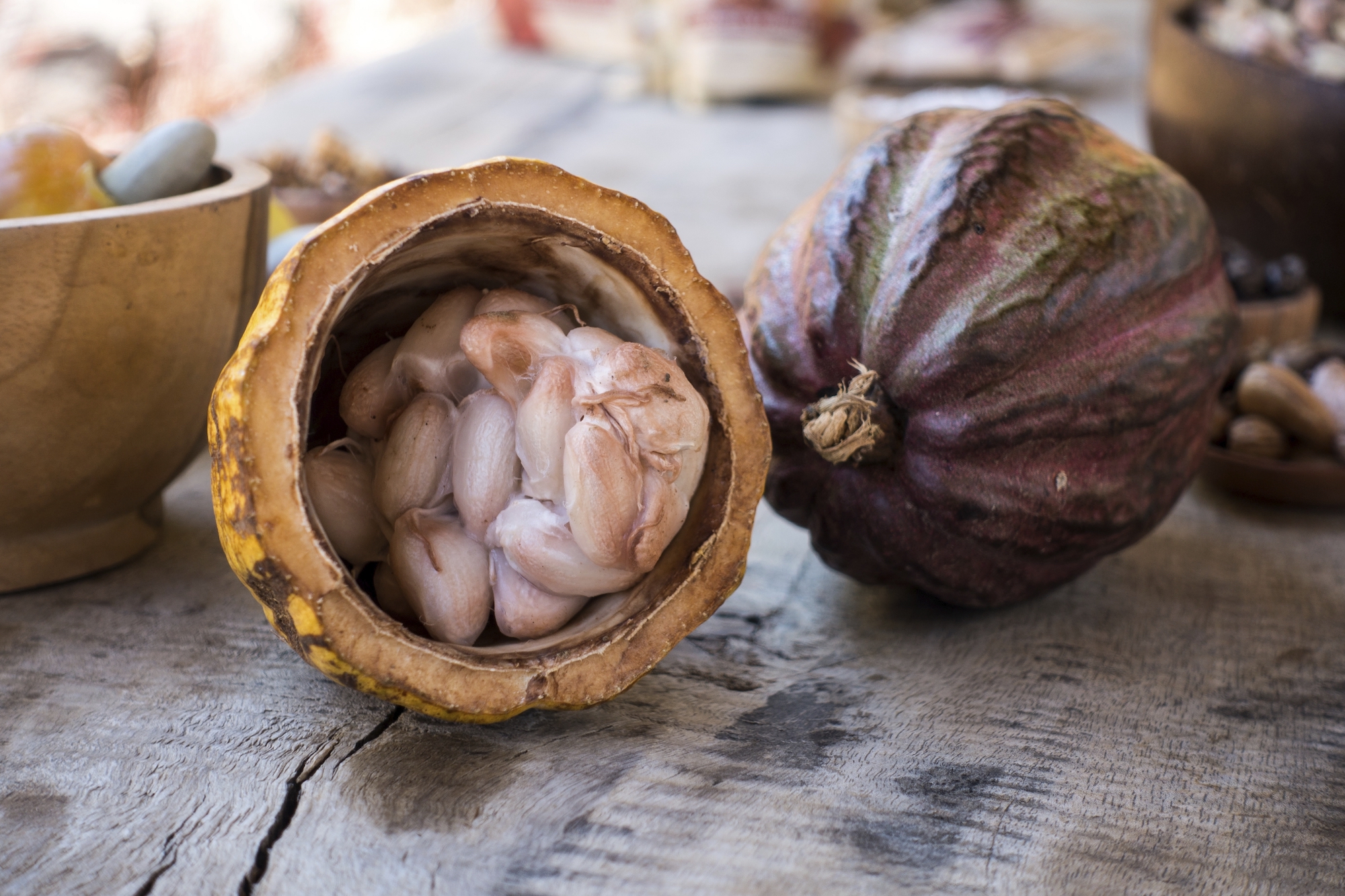 Cacao The Alembics Lab