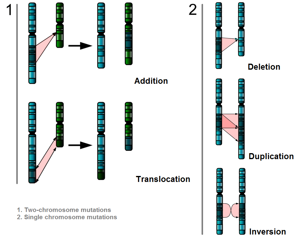 Alteration of the sequence of bases in DNA can alter the structure of proteins The A Level