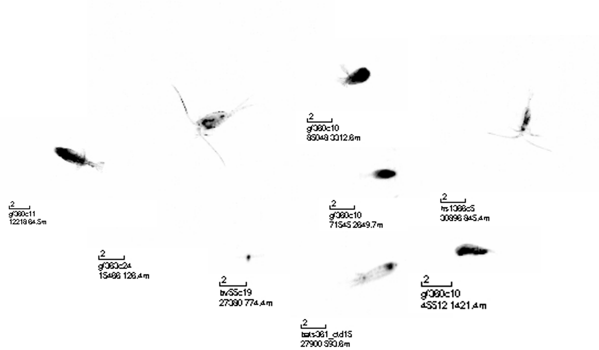 Alex Barth Oligrotrophic Plankton