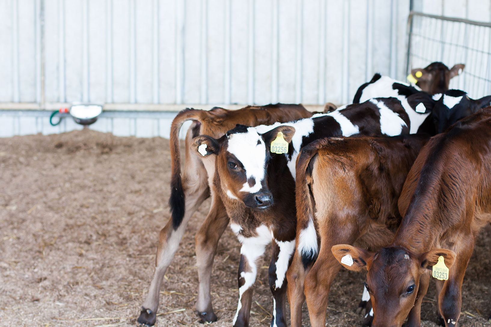 The Alimental Sage. Girls Gone 'Glamping' Part 1 The Alimental Sage.