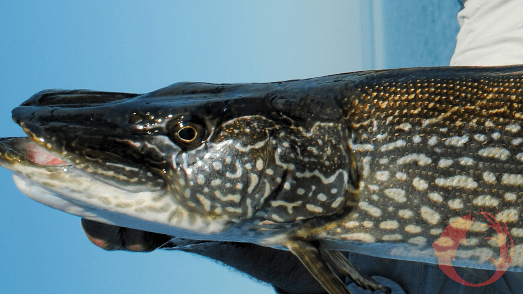 Northern Pike in the Fall The American Outdoorsman