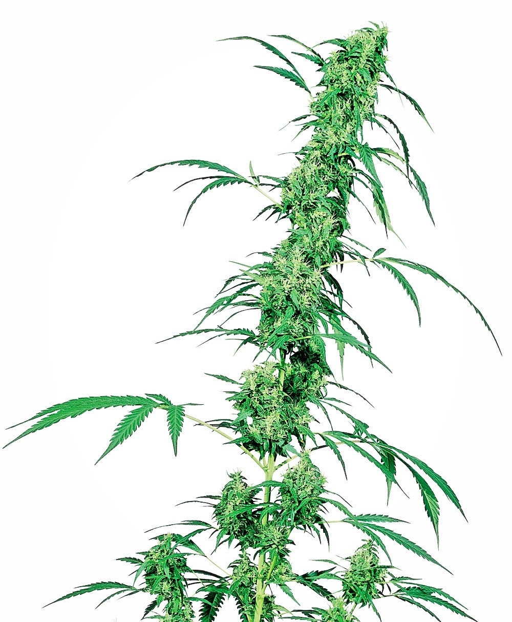 Fruity Juice Cannabis Seeds The Amsterdam