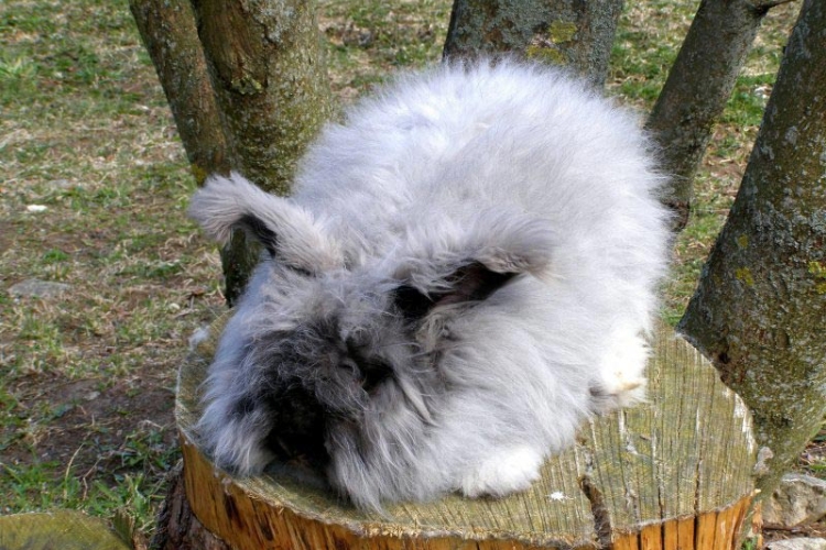Angora Rabbit Facts and Characteristics