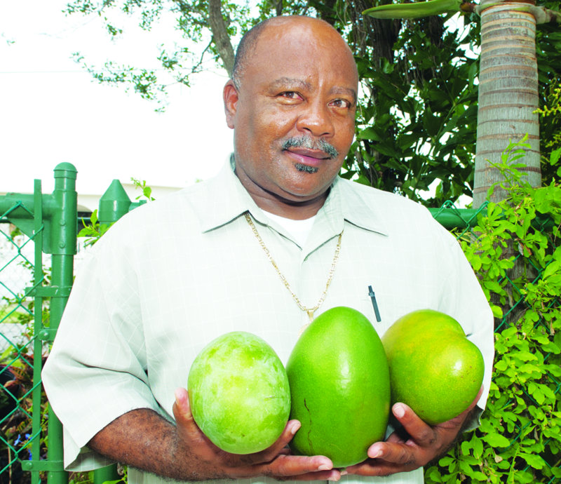 Giant Mangos Grown in Anguilla The Anguillian Newspaper The Weekly