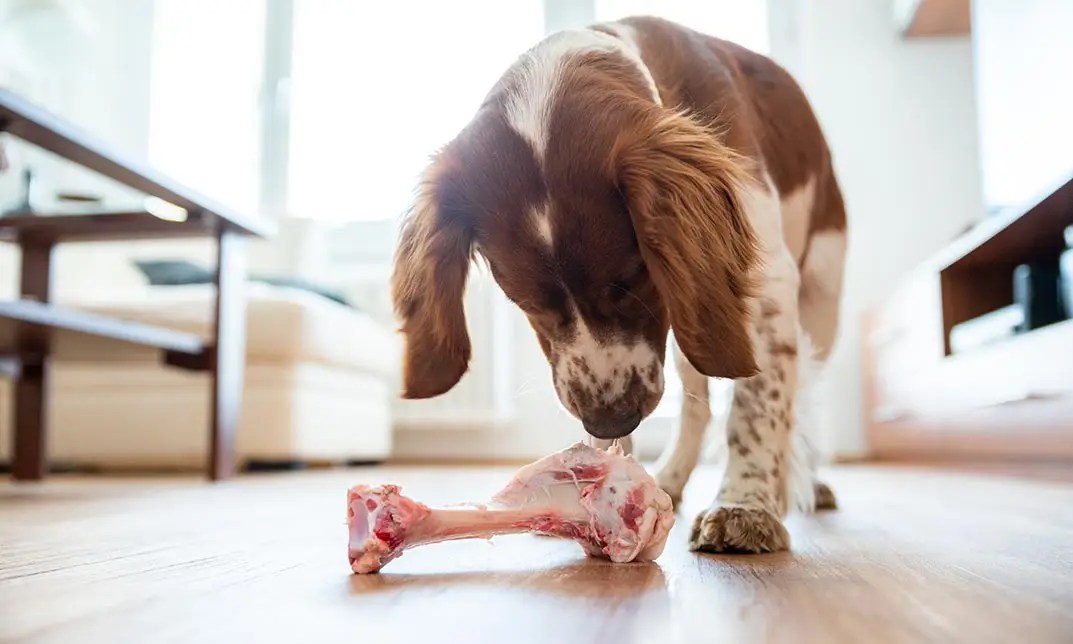 BARF Diet for Dogs The Animal Care