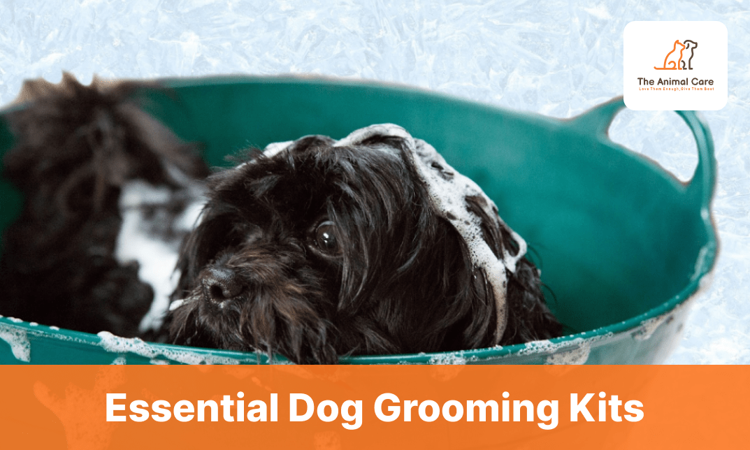 Top 10 Effective Dog Training Methods A Complete Guide on Dog Training