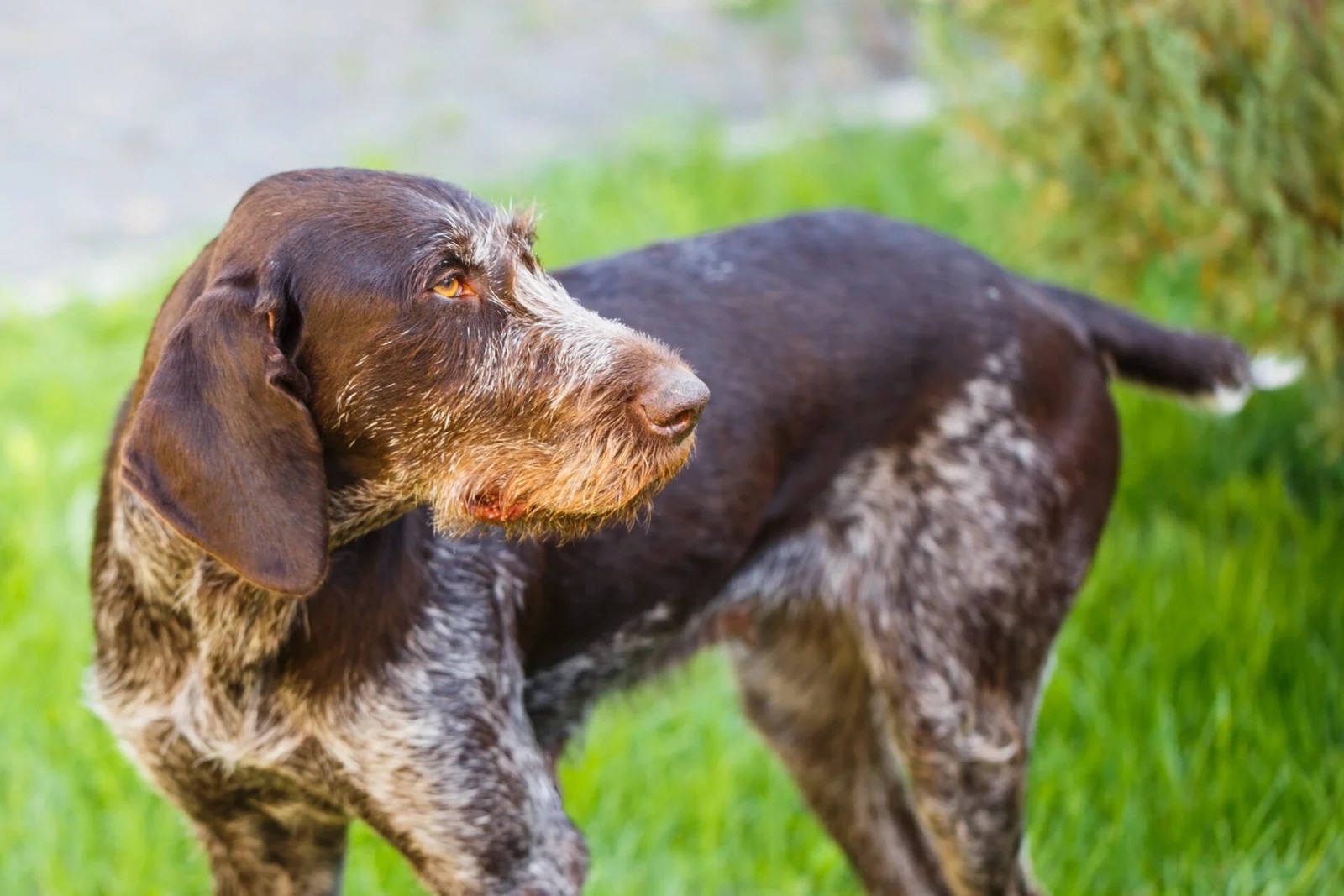 A Comprehensive Guide To The Most Popular Hunting Dog Breeds Theanimalcentral