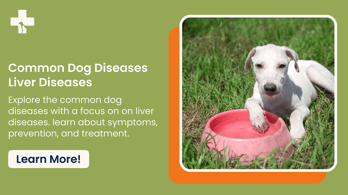 Liver Diseases Common Dog Diseases ADI Animal Hospitals Thailand