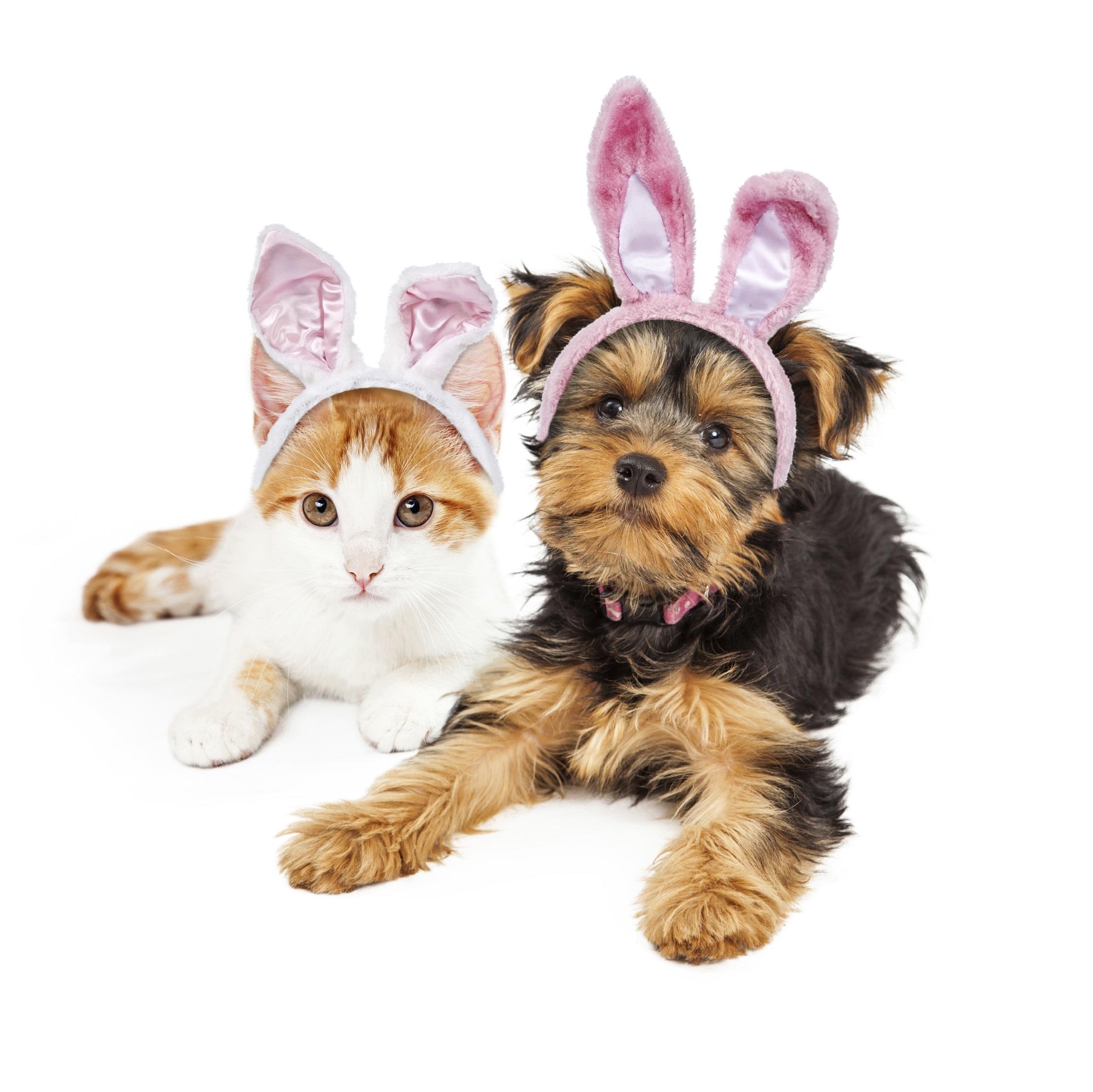 Dog And Cat Supplies Site Title