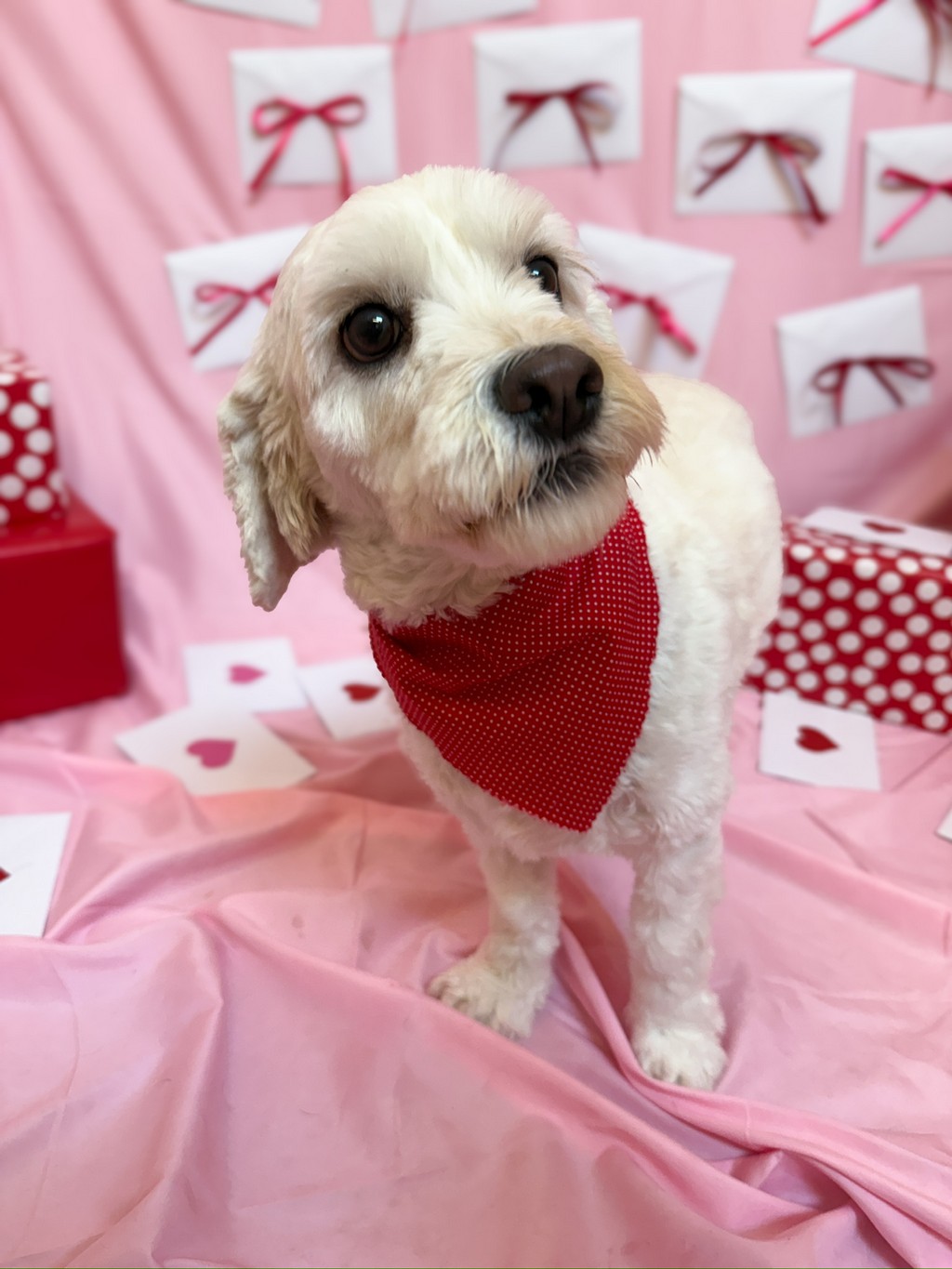 Poway The Animal Keeper