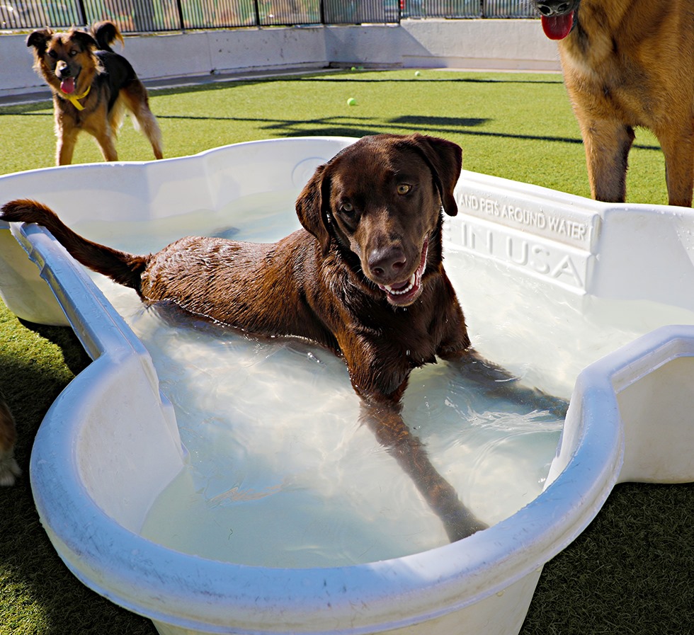 Dog Boarding The Animal Keeper