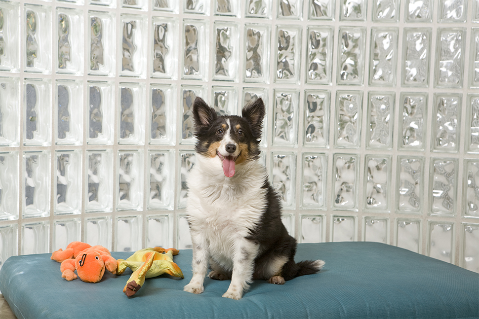 Dog Boarding The Animal Keeper