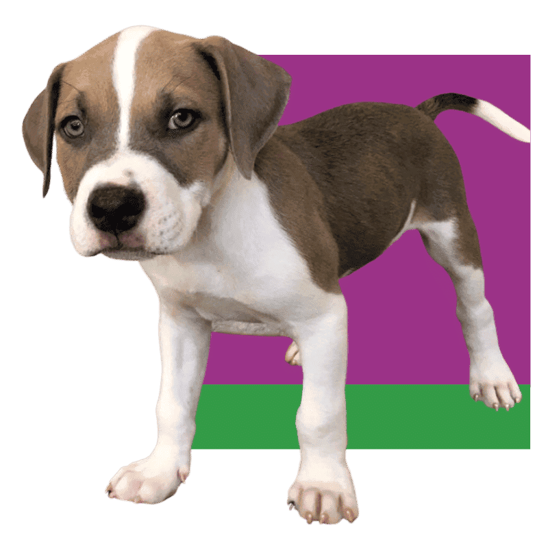 Our Shelter Pet Adoption Fees The Animal League