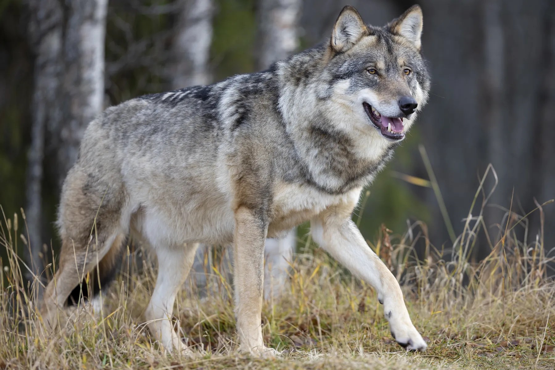 Gray Wolf 2026 Incredible Facts, Habitat, Diet & More