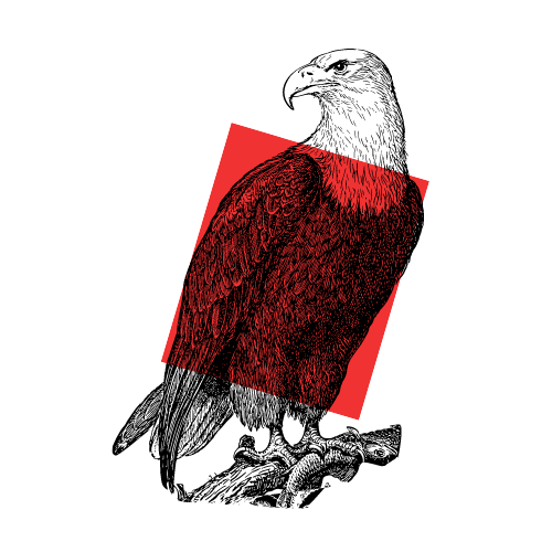 Tótem Águila Significado Espiritual del águila como animal de poder