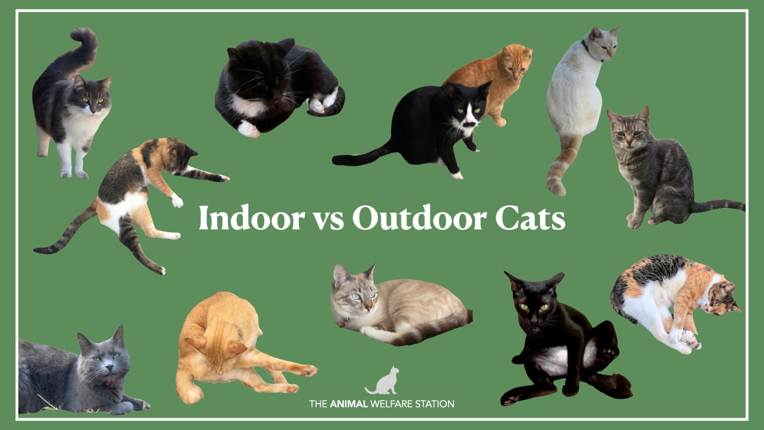Article Indoor vs. Outdoor Cats The Animal Welfare Station