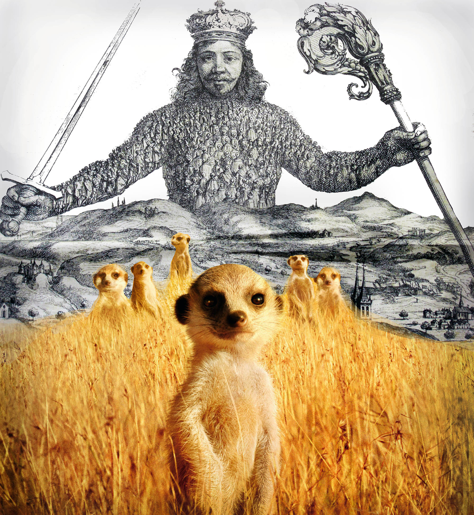 Meerkat Manor Flower Dies