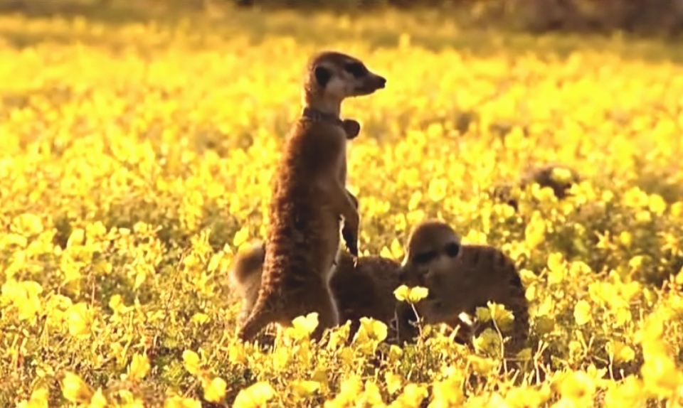 Meerkat Manor Flower Dies